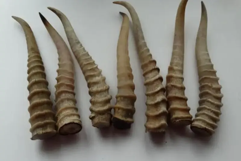 браконьер сайгак