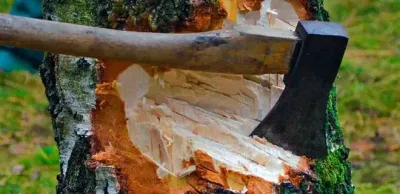 В Таразе не высадили 10 тысяч саженцев деревьев