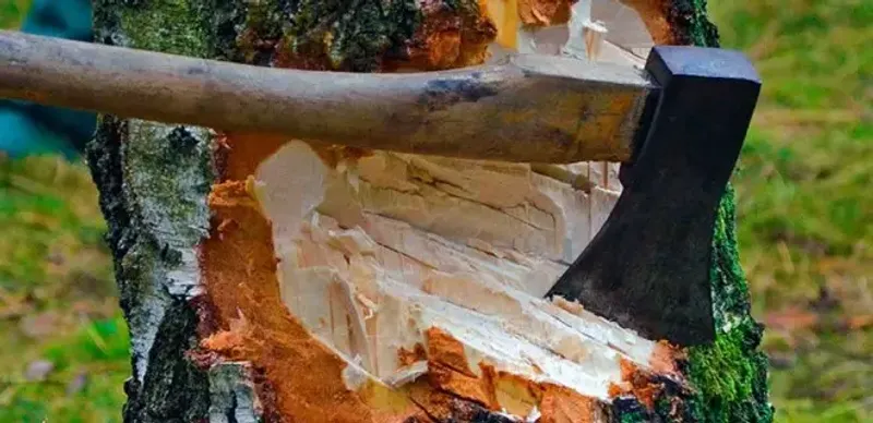 В Таразе не высадили 10 тысяч саженцев деревьев