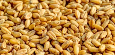 Схему нелегального ввоза российской пшеницы выявили в АФМ