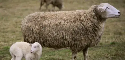 Жителя Павлодара осудили за скотокрадство