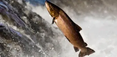 Налоговики рассказали, сколько рыбы импортировали в Казахстан