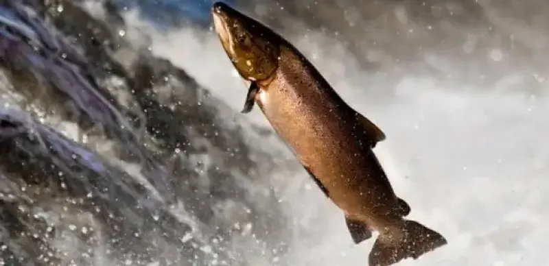 Налоговики рассказали, сколько рыбы импортировали в Казахстан