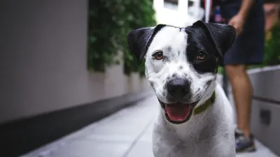 разработаны правила содержания и выгула домашних животных в Алматы