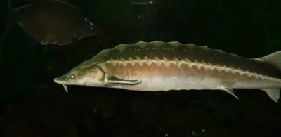 В Мангистауской области апелляция оставила рыболова в тюрьме