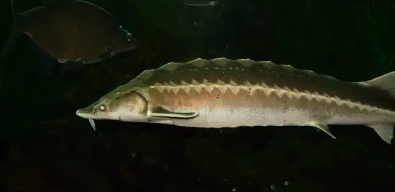 В Мангистауской области апелляция оставила рыболова в тюрьме