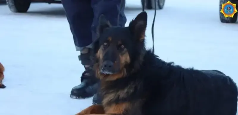 поисковая собака