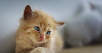 В Актау мужчина прыгнул на кошку