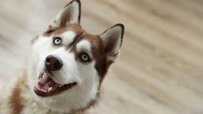 домашние животные