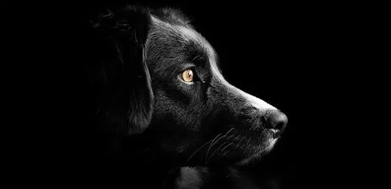 В Минэкологии объяснили, как будет работать обязательный учет собак и кошек в Казахстане