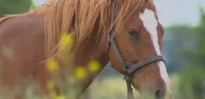 скотокрадов осудили в Костанайской области