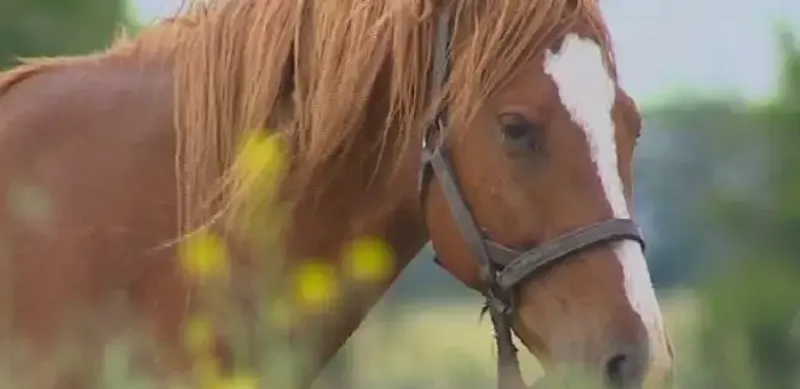 скотокрадов осудили в Костанайской области