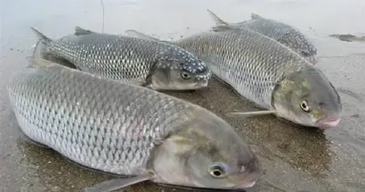 незаконное хранение осетровой рыбы