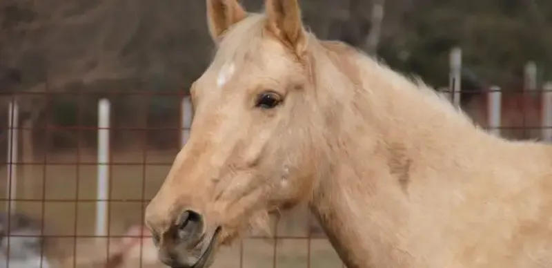 В Жамбылской области суд вынес приговор по делу о краже 25 голов лошадей