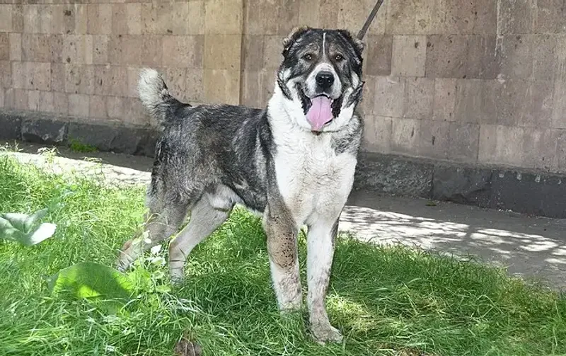 алабай собака