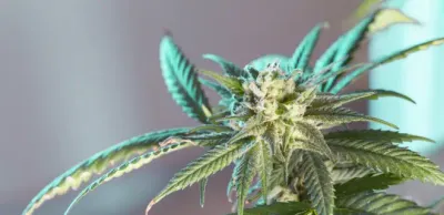 Рюкзак с 25 килограммами конопли пытался перевезти в поезде житель Туркестанской области