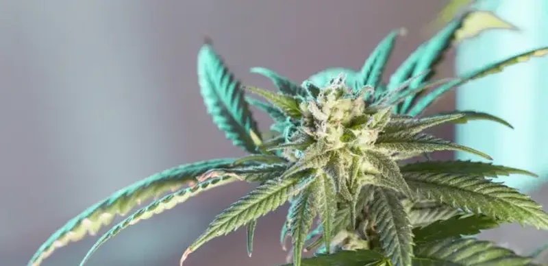 Спутники помогают полицейским в поиске возможных мест культивирования конопли – МВД