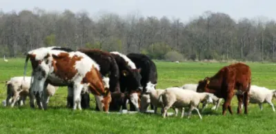В Казахстане ввели запрет на вывоз отдельных сельскохозяйственных животных