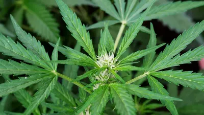 марихуана наркотик