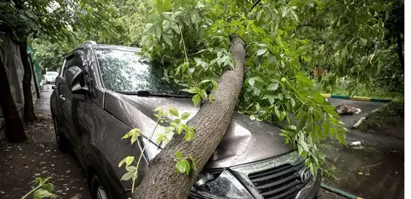 дерево упало на авто