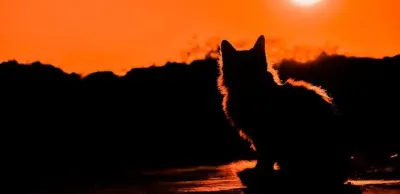 В Актау мужчина прыгнул на кошку