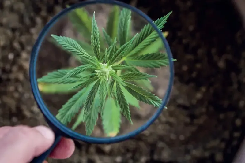 наркотик выращивание конопля