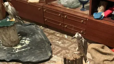 краснокнижные соколы